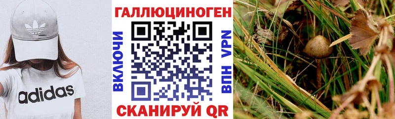 Галлюциногенные грибы Psilocybine cubensis  Саратов 